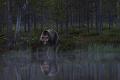 845 - KING OF THE FOREST - KARJALAINEN TAPIO - finland